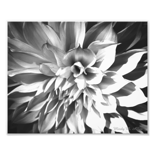 Impression Photo Chrysanthème noir et blanc Imprimer 8 x 10 (Devant)