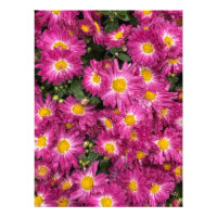 Chrysanthèmes fleurit à l'automne