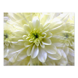 IMPRESSION PHOTO CHRYSANTHEMUM