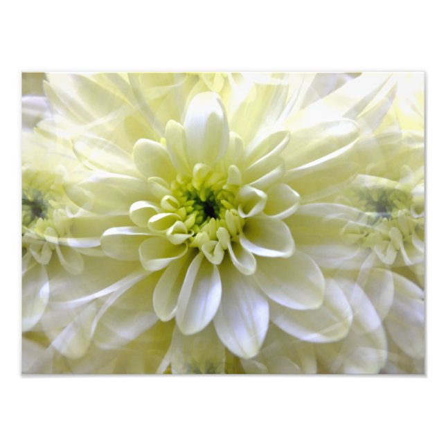 IMPRESSION PHOTO CHRYSANTHEMUM (Devant)
