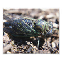 Impression photo Cicada 8x10