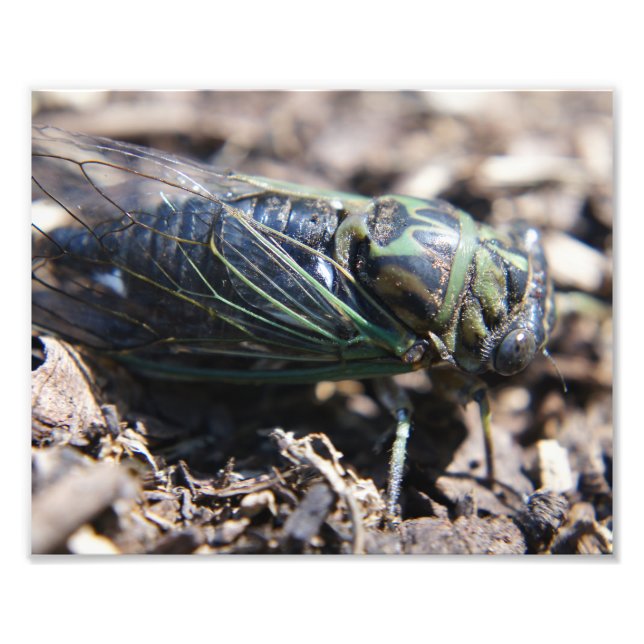 Impression photo Cicada 8x10 (Devant)