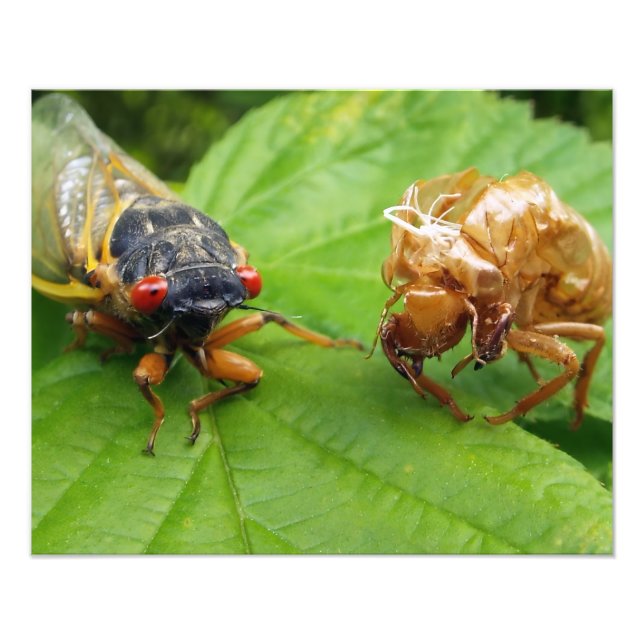 Impression Photo cicada and shell (Devant)