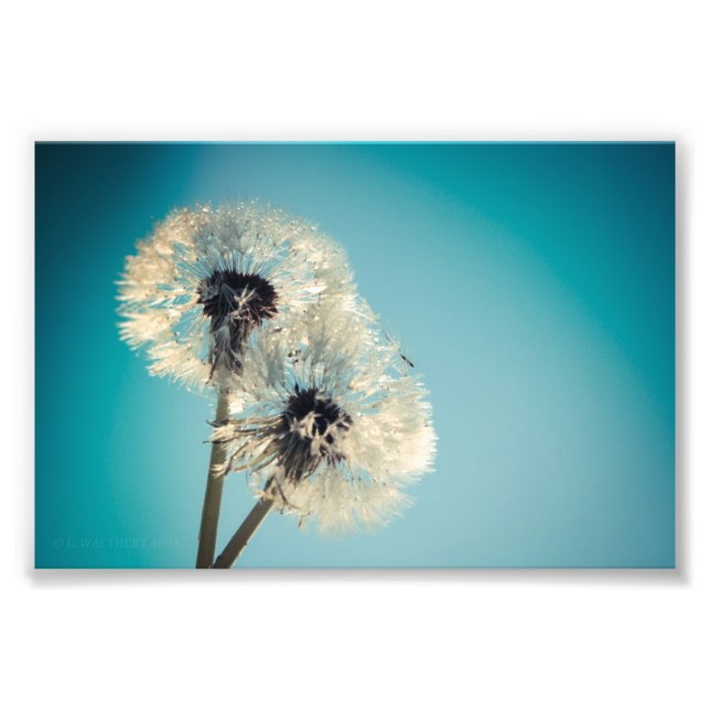 Impression Photo Ciel bleu Dandelion (Devant)