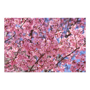 Impression Photo Ciel Rose de Cerisier Sakura
