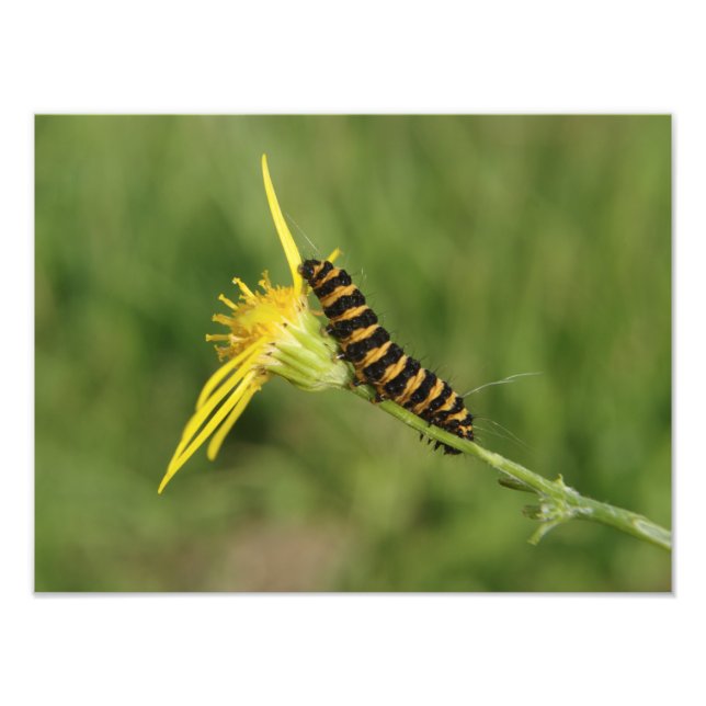 Impression Photo Cinnabar Moth Caterpillar Sur Ragwort (Devant)