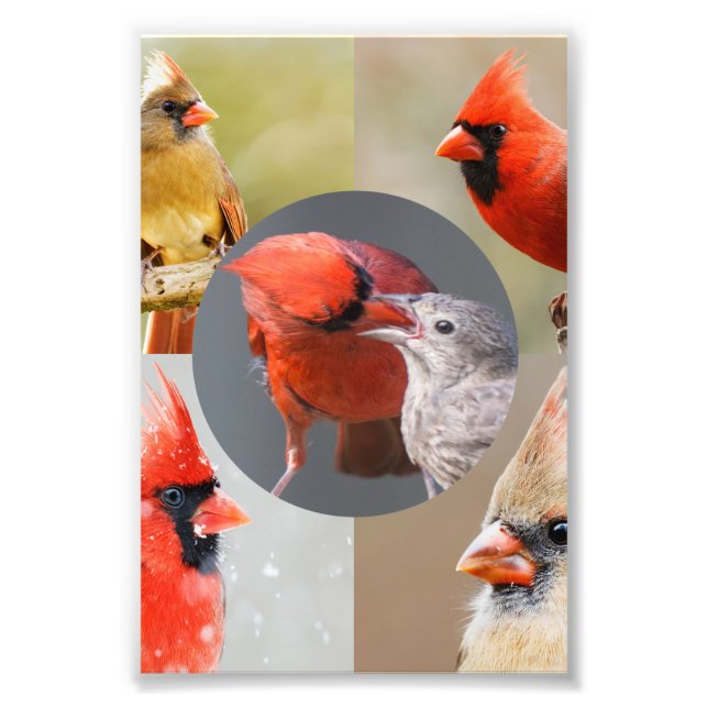 Impression Photo Cinq Belles Cardinales du Nord (Devant)