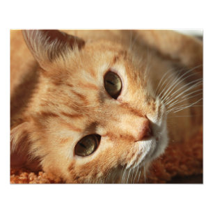 Impression Photo Citation de chat
