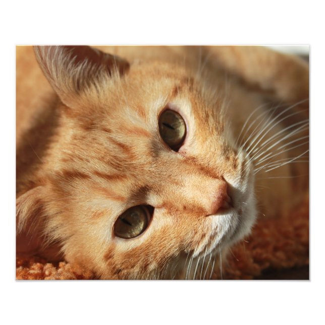 Impression Photo Citation de chat (Devant)