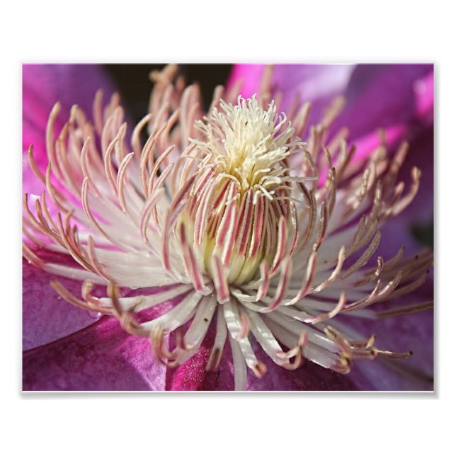 Impression Photo Clematis Closeup Violet (Devant)