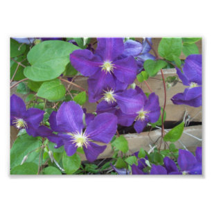 Impression Photo Clematis Jackmanii Superba