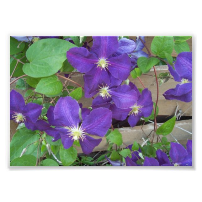 Impression Photo Clematis Jackmanii Superba (Devant)