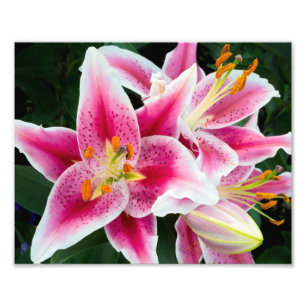 Impression Photo Closeuse Lily Orientale en pleine floraison