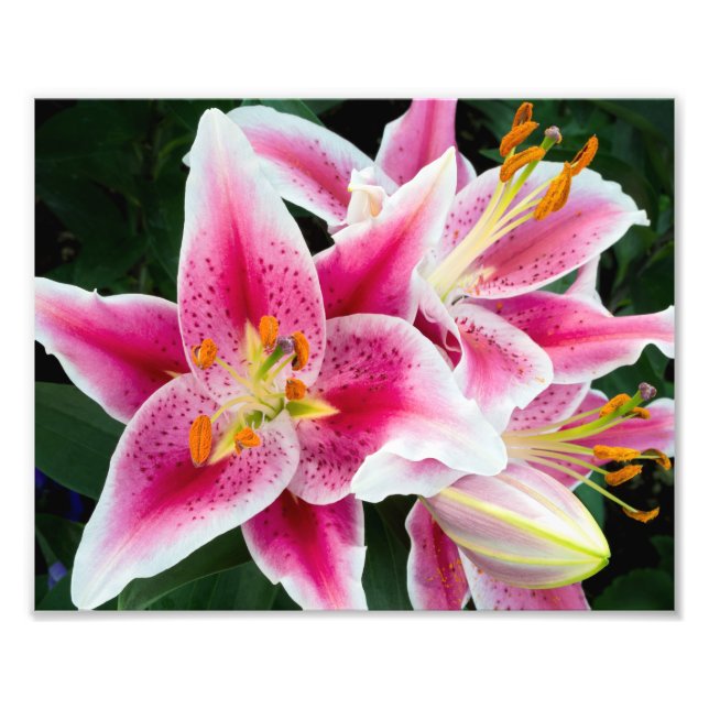 Impression Photo Closeuse Lily Orientale en pleine floraison (Devant)