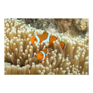 Impression Photo Clownfish mignon sur la Grande barrière de corail