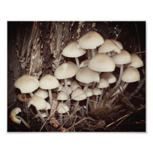 Impression Photo Cluster de champignons sauvages blancs 8x10