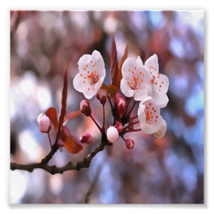 Impression Photo Cluster de fleurs de cerisier avec un rose et un b