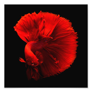 Impression Photo Cntr. poisson rouge