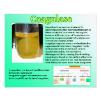 Coagulase