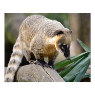 Impression Photo Coati sud-américain en succursale