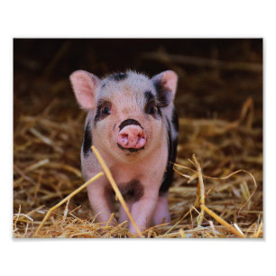 Impression Photo Cochon doux