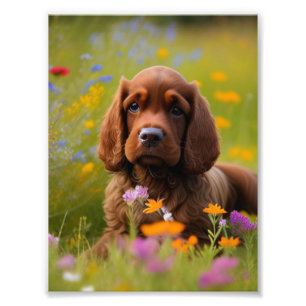 Impression photo Cocker Spaniel