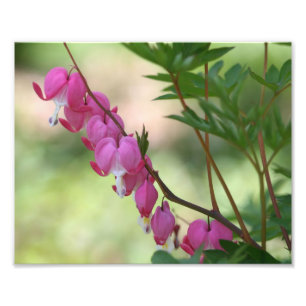 Impression Photo Coeurs saignants roses 10x8 Fleur