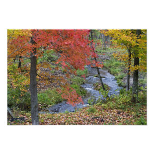 Impression Photo Coles Creek bordée de érables d'automne près