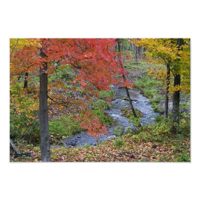 Impression Photo Coles Creek bordée de érables d'automne près (Devant)