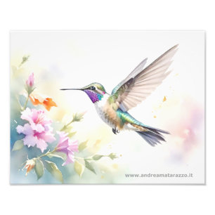 Impression Photo Colibri