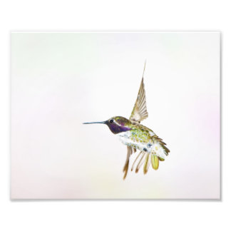 Impression Photo Colibri