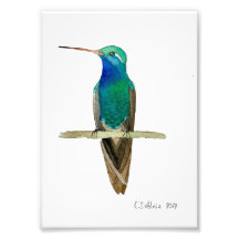 Colibri à bec large