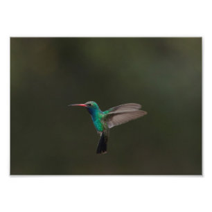 Impression Photo Colibri à bec large en vol
