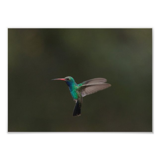 Impression Photo Colibri à bec large en vol (Devant)