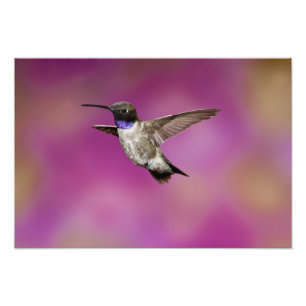 Impression Photo Colibri à gorge noire, Archilochus