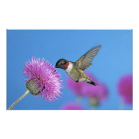 Colibri à gorge rubis