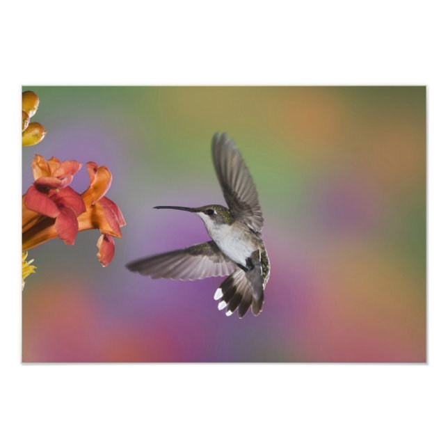 Impression Photo Colibri à gorge rubis femelle en vol (Devant)