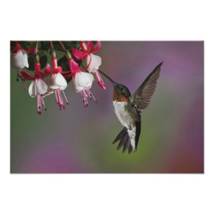 Impression Photo Colibri à gorge rubis mâle, Archilochus
