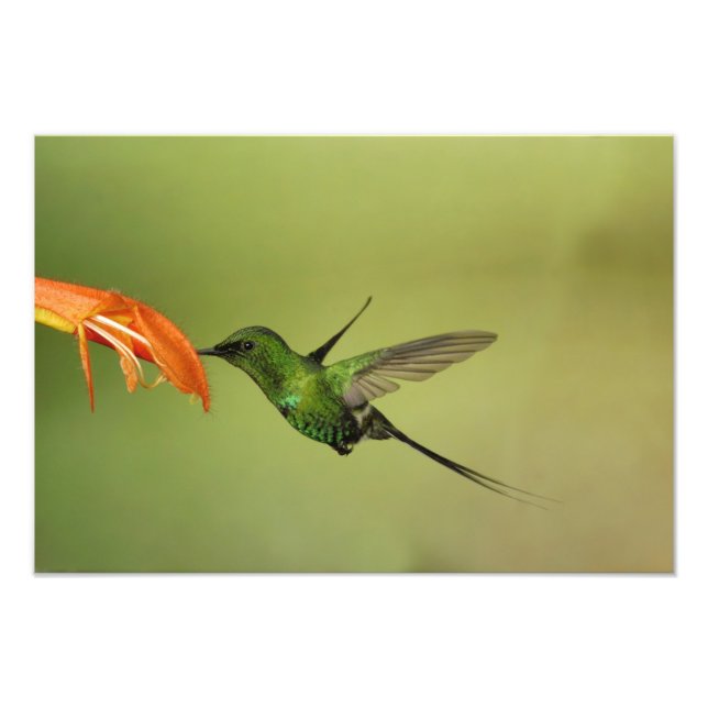 Impression Photo Colibri à queue en lanières, Cordillère (Devant)