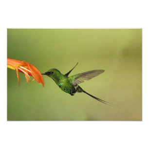 Impression Photo Colibri à queue verte, Cordillère