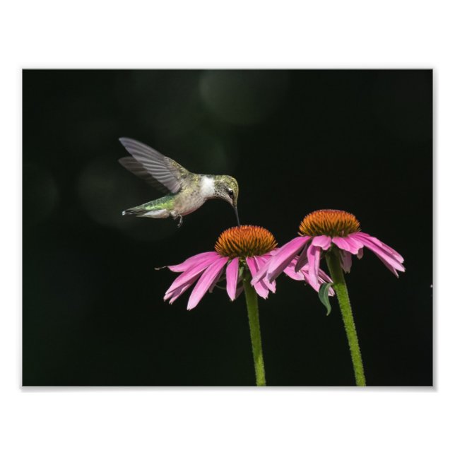 Impression Photo Colibri Avec Fleur (Devant)