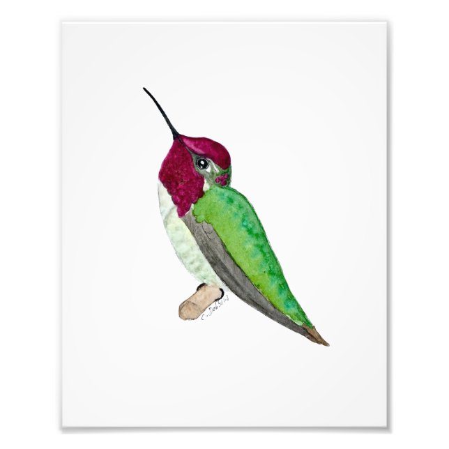 Impression Photo Colibri d'Anna (Devant)