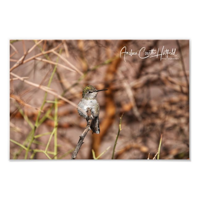 Impression Photo Colibri en paix (Devant)