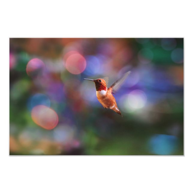 Impression Photo Colibri en vol et arrière-plan coloré (Devant)
