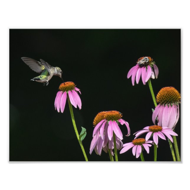 Impression Photo Colibri Et Abeille Partagent Coneflower (Devant)