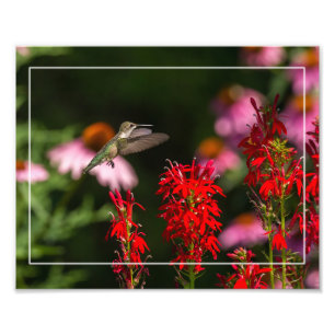 Impression Photo Colibri Et Fleur Cardinale