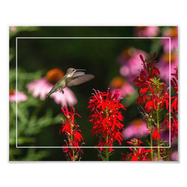 Impression Photo Colibri Et Fleur Cardinale (Devant)