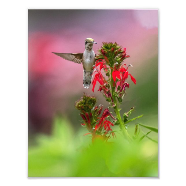 Impression Photo Colibri Et Fleur Cardinale (Devant)