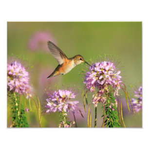 Impression Photo Colibri et Fleur sauvage