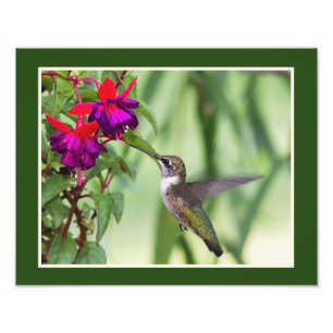Impression Photo Colibri et Fuchsia